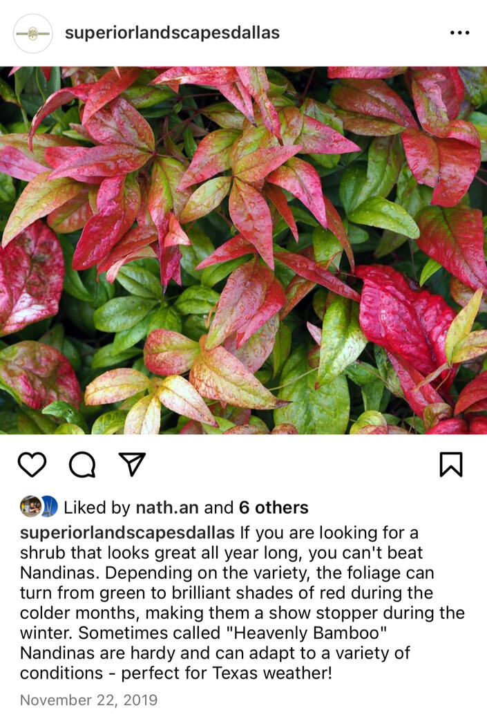 Superior Landscapes - Nandina
