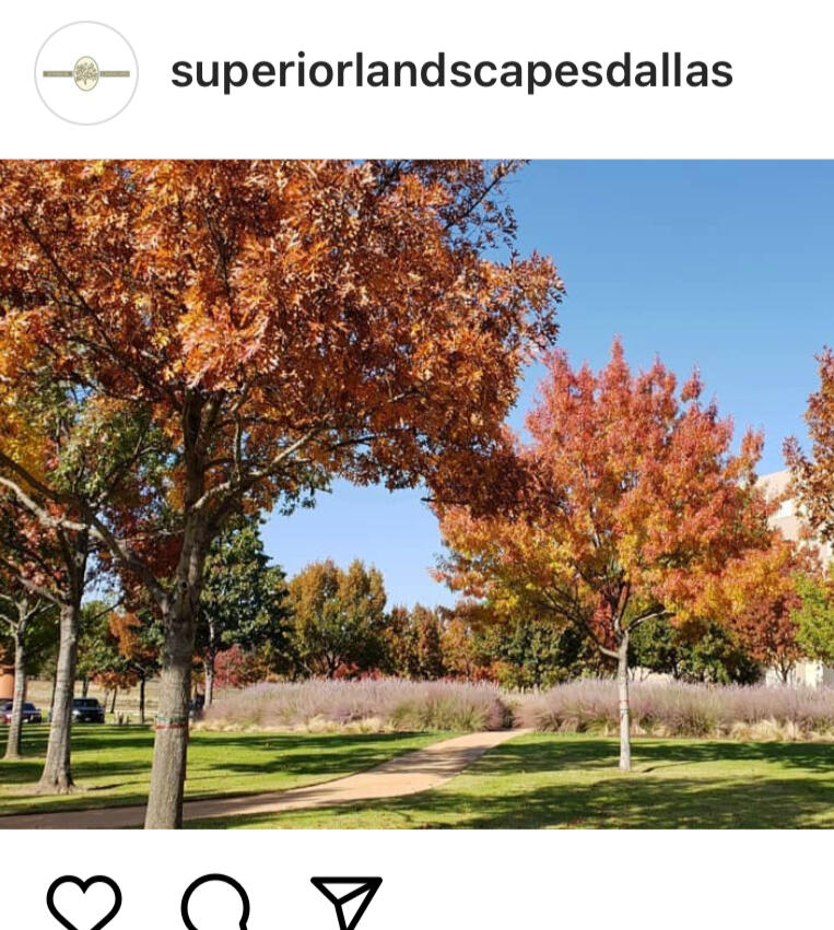 Superior Landscapes - Solana Autumn